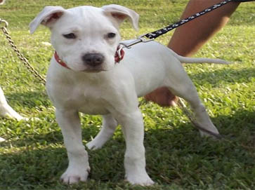 white Pit Bull puppy pictures 5