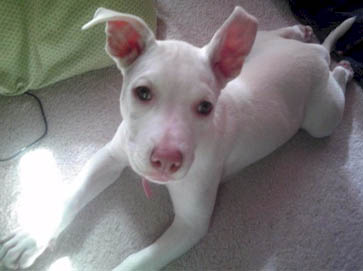 white Pit Bull puppy pictures 6