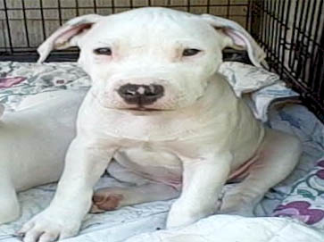 white Pit Bull puppy pictures 8