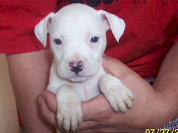 white Pit Bull puppy pictures 9