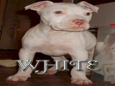 White Pit Bull puppy pictures